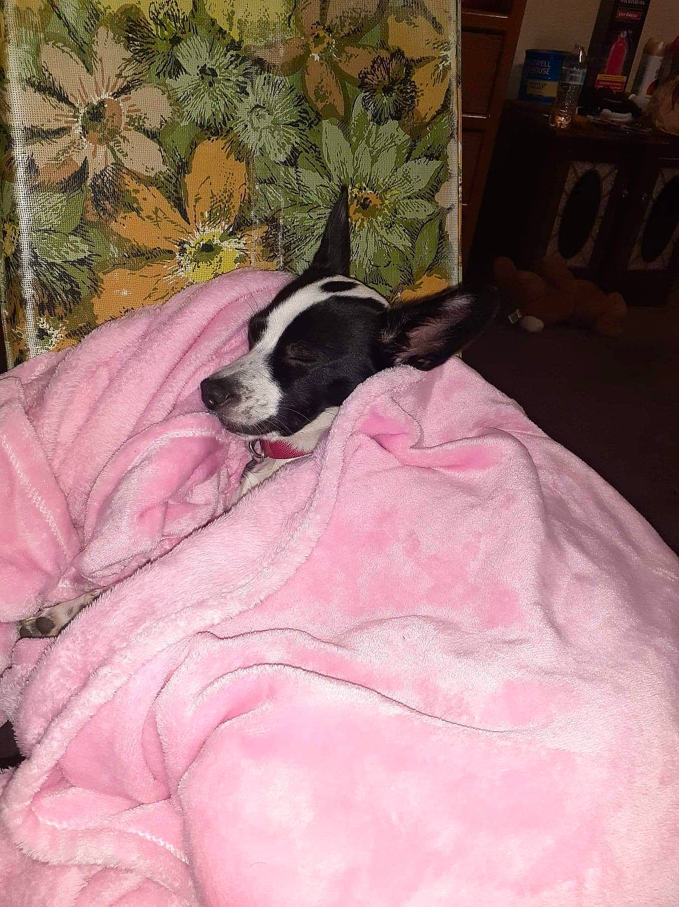 Rainey is registered to the contest to win money with this photo: bed, bedding, box, canidae, carnivore, comfort, companion_dog, couch, dog, dog_breed, fawn, fur, linens, living_room, magenta, pattern, pink, room, shipping_box, sporting_group