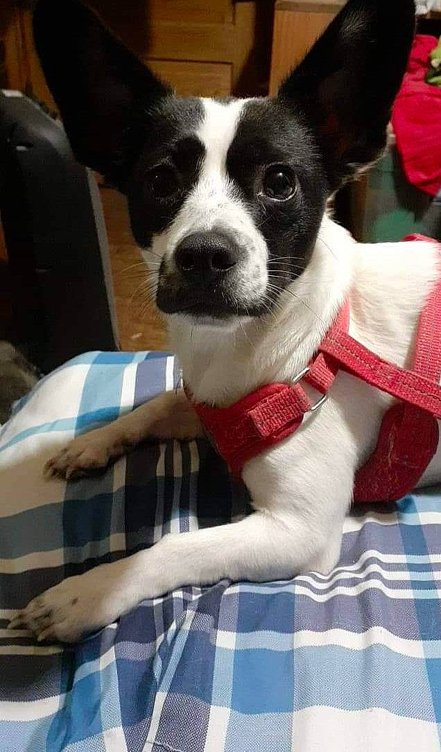 Rainey joined the competition — help win amazing prizes! blue, canidae, carnivore, chair, collar, companion_dog, dog, dog_breed, dog_collar, dog_supply, electric_blue, fawn, fur, pattern, plaid, sporting_group, tartan, toy_dog, whiskers, working_animal