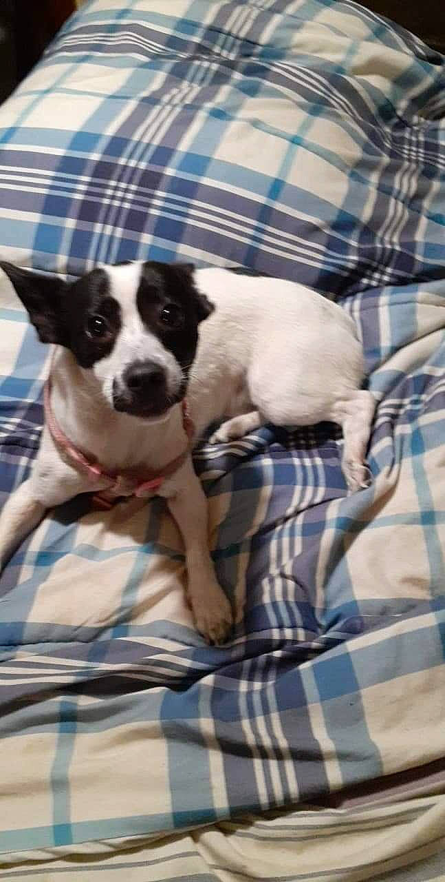 Rainey joined the competition — help win amazing prizes! bedding, blue, boston_terrier, carnivore, comfort, companion_dog, couch, dog, dog_breed, dog_supply, grey, linens, non_sporting_group, pattern, plaid, snout, sporting_group, tartan, toy_dog, working_animal