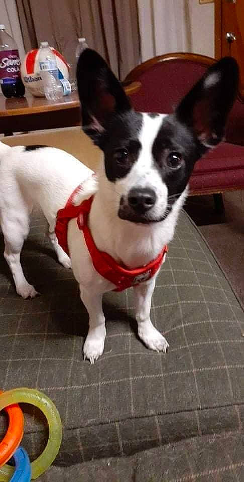 Rainey is registered to the contest to win money with this photo: canidae, carmine, carnivore, collar, companion_dog, dog, dog_breed, dog_collar, dog_supply, door, flooring, fur, pet_supply, snout, sporting_group, tableware, tail, terrier, whiskers, working_animal