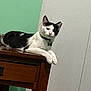 cat, black_and_white, table, wooden_table, indoor, pet, animal, feline, resting, collar, green_wall, white_wall, domestic_animal, fur, ears, paws, quiet, household, relaxed, side_view