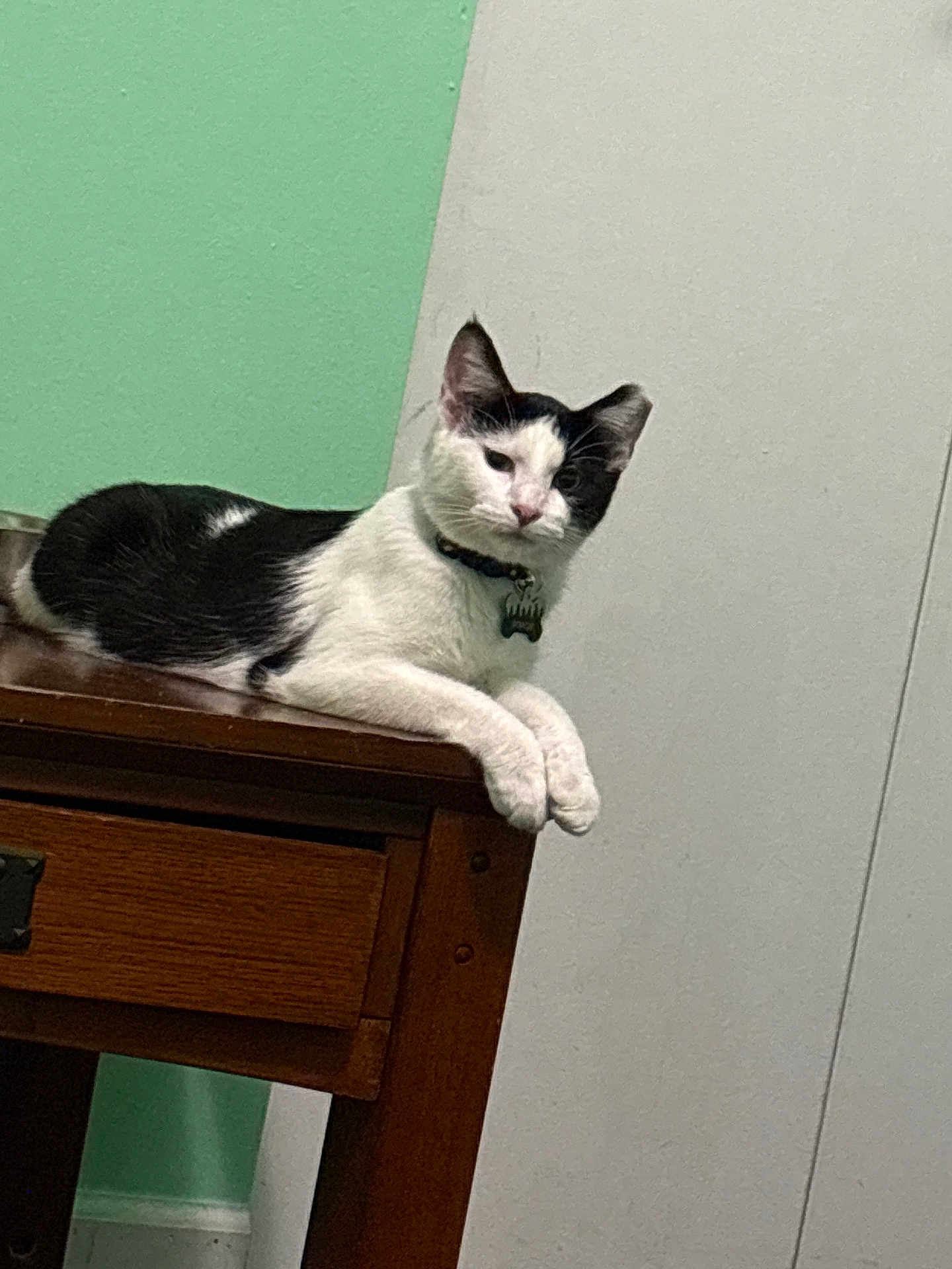 Popeye joined the competition — help win amazing prizes! cat, black_and_white, table, wooden_table, indoor, pet, animal, feline, resting, collar, green_wall, white_wall, domestic_animal, fur, ears, paws, quiet, household, relaxed, side_view
