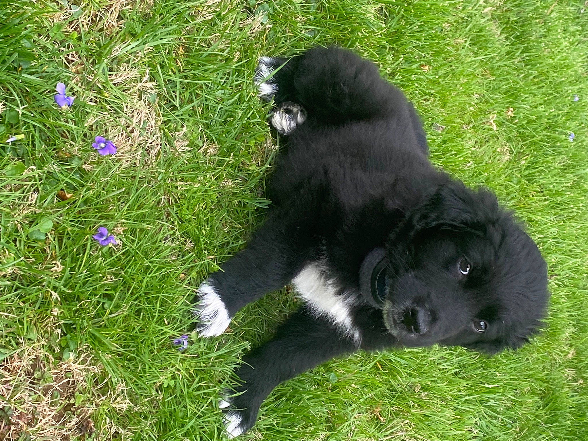 Maxx joined the competition — help win amazing prizes! annual_plant, borador, canidae, carnivore, companion_dog, dog, dog_breed, flower, fur, grass, grassland, groundcover, herbaceous_plant, plant, sitting, snout, sporting_group, tail, terrestrial_animal, working_animal