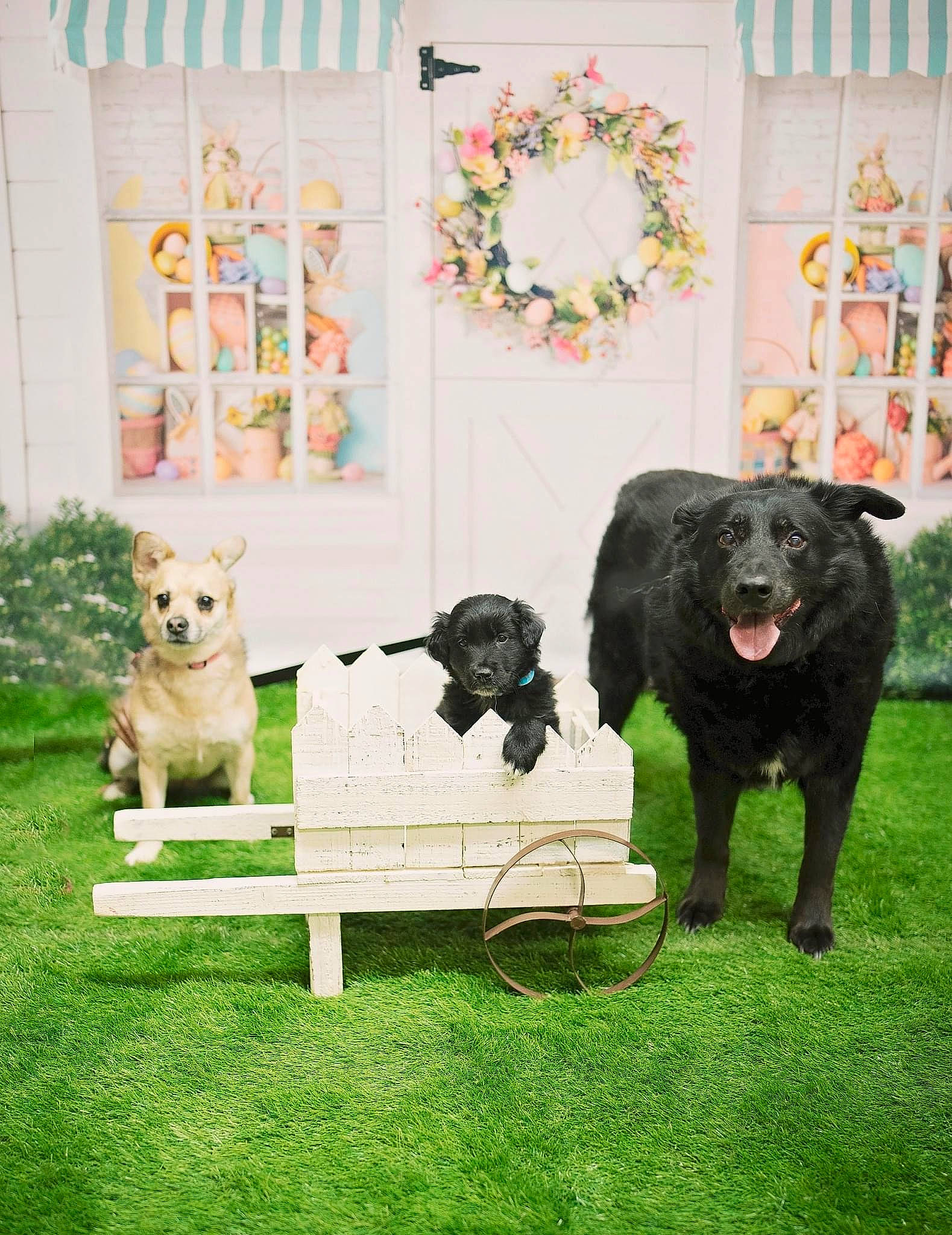 Maxx is registered to the contest to win money with this photo: art, borador, canidae, carnivore, chair, companion_dog, dog, dog_breed, grass, guard_dog, lawn, outdoor_table, plant, sporting_group, table, tail, toy_dog, working_animal, working_dog, yard