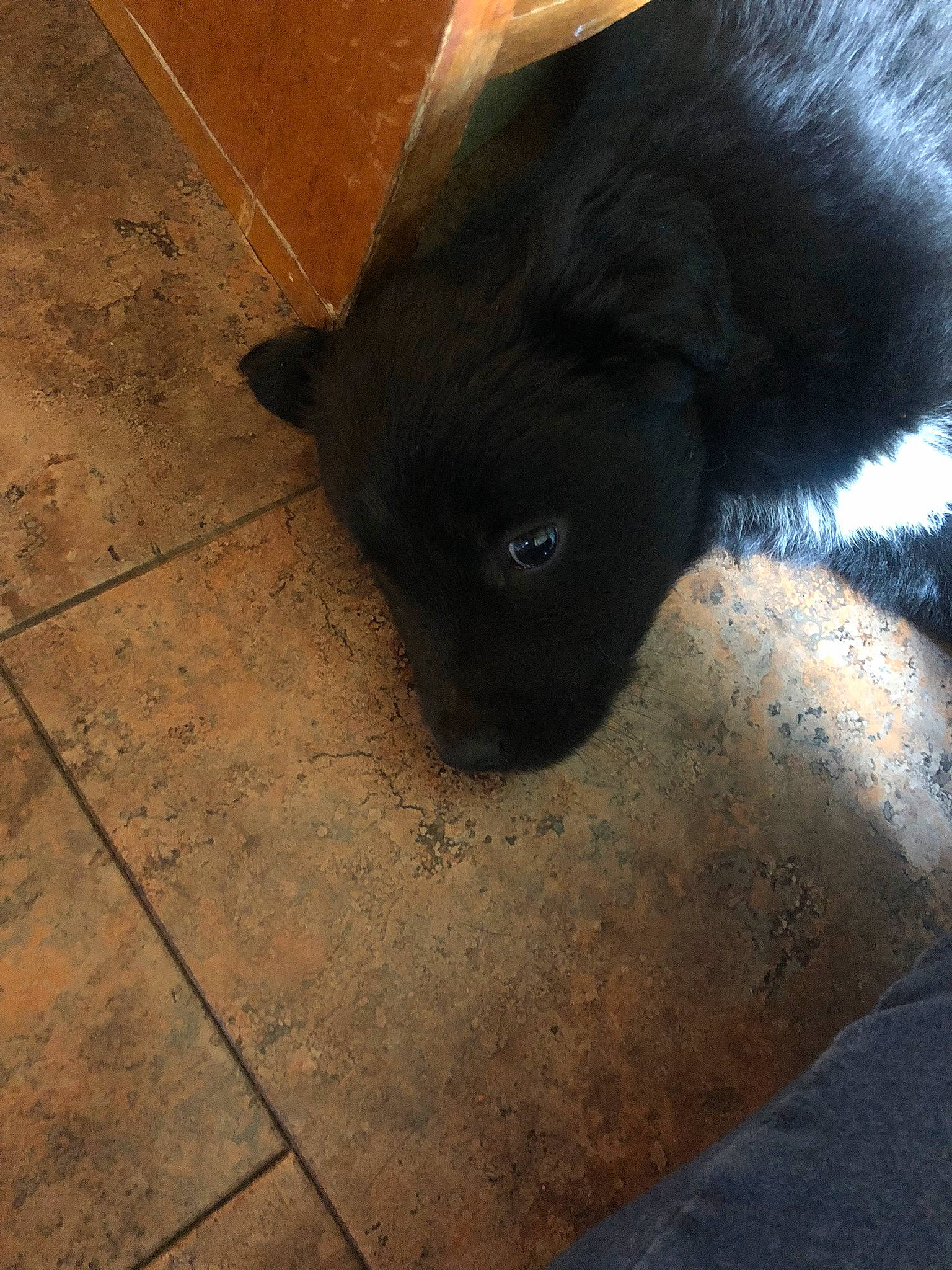 Maxx joined the competition — help win amazing prizes! canidae, carnivore, companion_dog, concrete, dog, dog_breed, fawn, flooring, fur, hardwood, road_surface, shadow, sporting_group, tail, terrestrial_animal, tile_flooring, tints_and_shades, whiskers, wood, working_animal