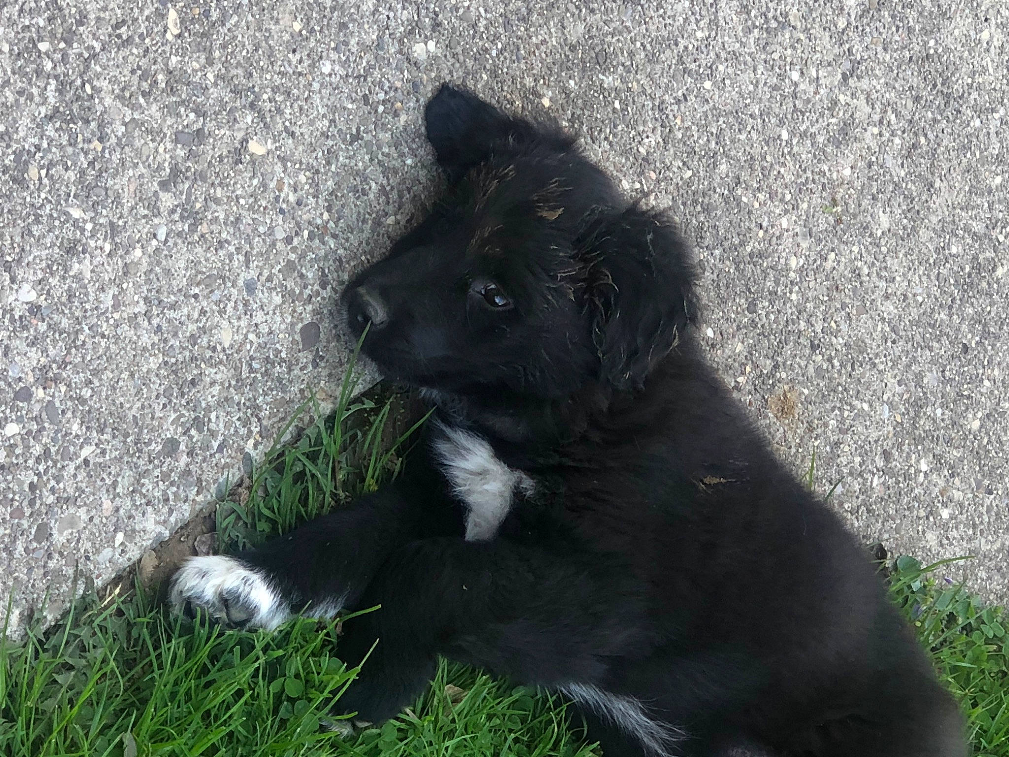 Maxx joined the competition — help win amazing prizes! asphalt, borador, carnivore, companion_dog, dog, dog_breed, felidae, foot, fur, grass, plant, road_surface, shadow, small_to_medium_sized_cats, soil, tail, tar, terrestrial_animal, whiskers, working_animal