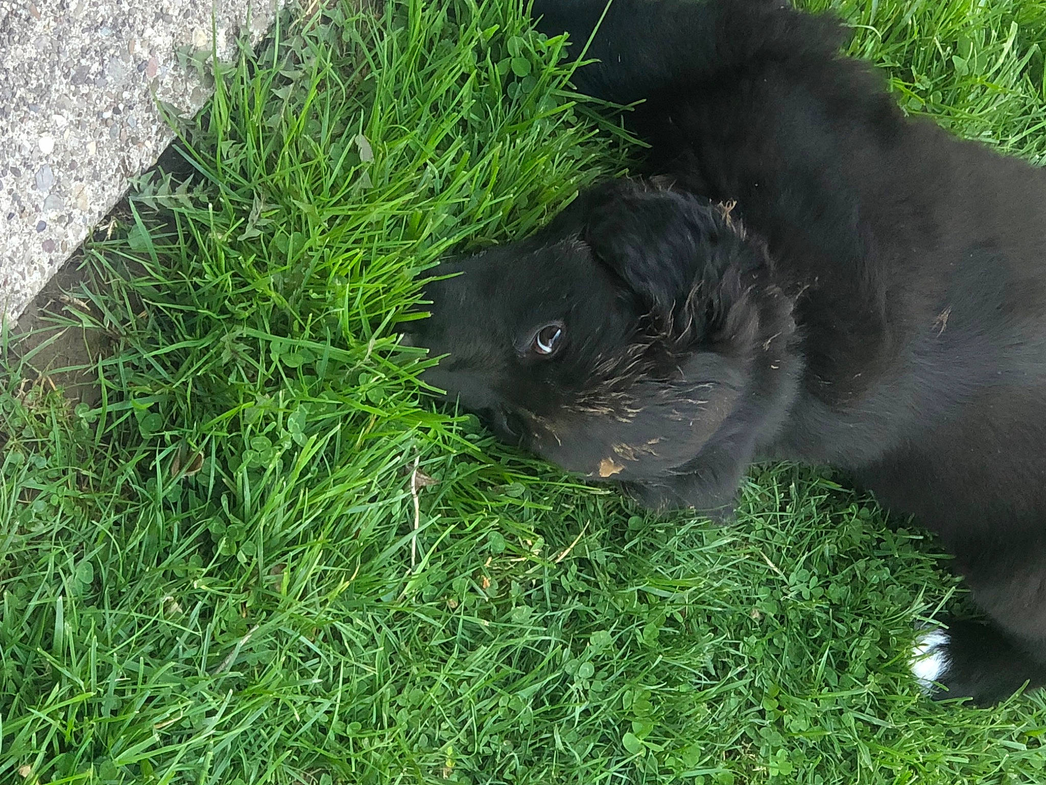 Maxx is registered to the contest to win money with this photo: black_cat, canidae, carnivore, cat, dog_breed, domestic_short_haired_cat, fawn, felidae, fur, grass, grass_family, groundcover, plant, small_to_medium_sized_cats, snout, sporting_group, tail, terrestrial_animal, whiskers, working_animal