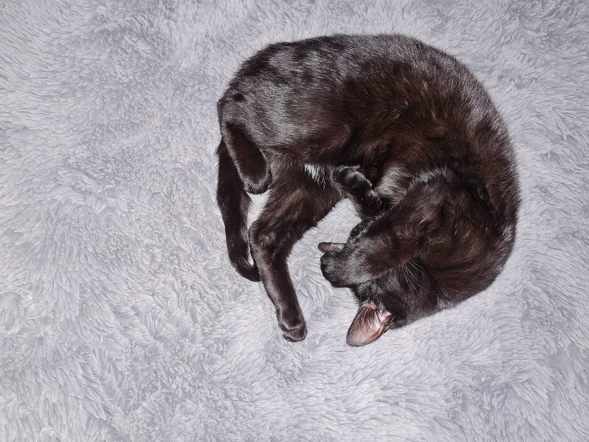 Oreo is registered to the contest to win money with this photo: art, black_cat, canidae, carnivore, claw, dog, dog_breed, drawing, felidae, fur, grey, illustration, liver, painting, small_to_medium_sized_cats, snout, sporting_group, tail, terrestrial_animal, whiskers