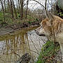 Thor joined the competition — help win amazing prizes! dog, creek, water, trees, grass, mud, nature, outdoor, animal, canine, riverbank, bark, leafless_trees, reflection, wood, wildlife, forest, daytime, side_view, quiet
