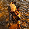 dog, animal, wet_dog, stream, water, river, outdoors, nature, sunlight, reflection, wet_fur, standing, happy, smiling, pointed_ears, black_and_brown, ripples, shallow_water, golden_light, portrait