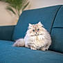 angora, animal, architecture, armchair, building, cat, chair, couch, cushion, furniture, homedecor, indoors, kitten, livingroom, manx, pet, room