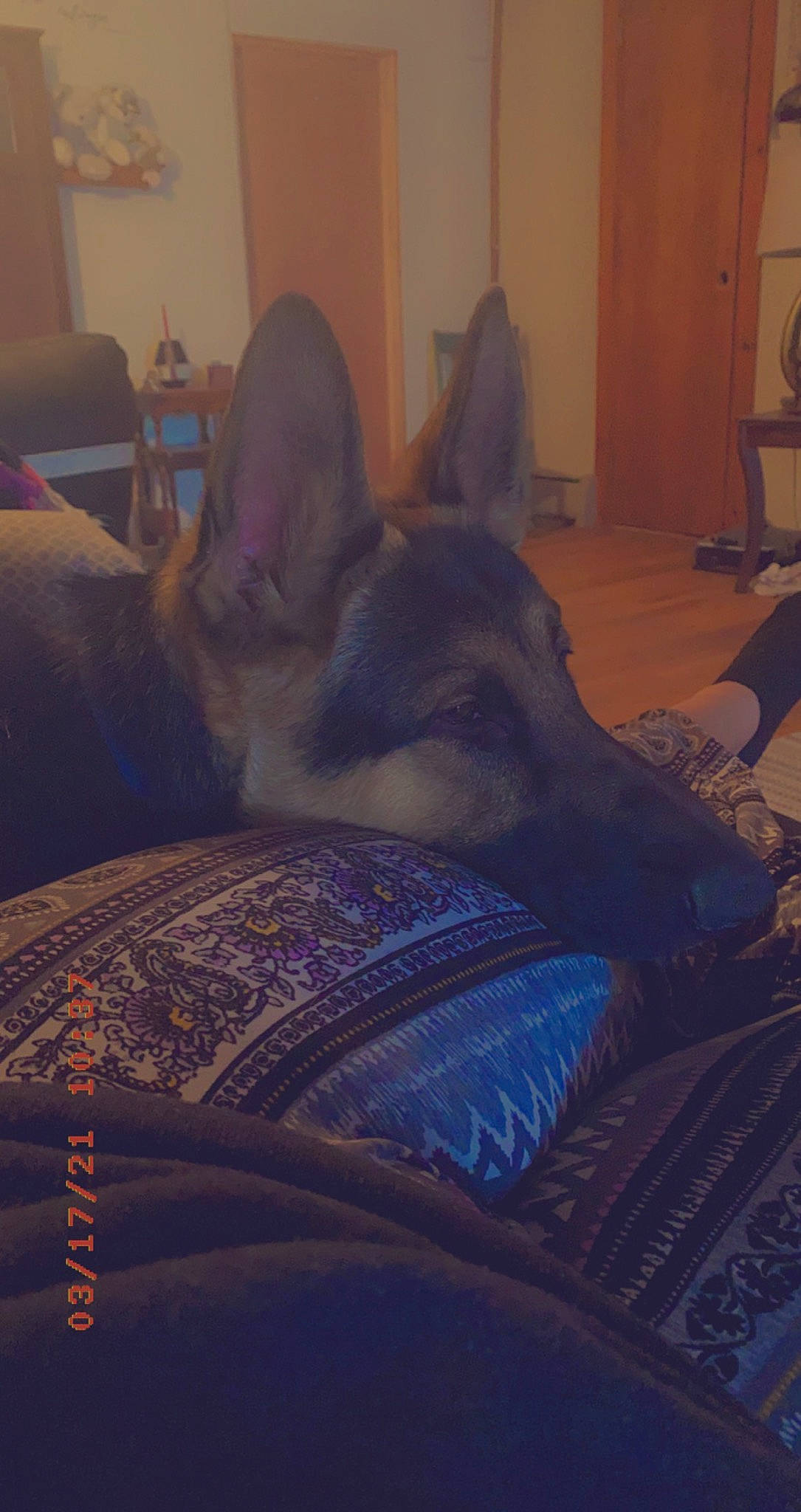 Diseal joined the competition — help win amazing prizes! carnivore, cloud, comfort, companion_dog, dog, dog_breed, fawn, felidae, floor, flooring, grey, hardwood, mammal, purple, small_to_medium_sized_cats, snout, tints_and_shades, vertebrate, whiskers, wood