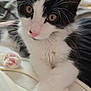 Jensen is registered to the contest to win money with this photo: adorable, animal, black_and_white, cat, close_up, crossed_paws, curious, cute, domestic_cat, feline, fur, indoor, kitten, paws, pet, pink_nose, resting, soft_texture, whiskers, young