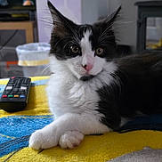 Jensen is registered to the contest to win money with this photo: animal, black_and_white, blanket, blue, cat, cozy, curious, cute, face, fluffy, fur, indoor, kitten, paws, pet, remote_control, resting, whiskers, yellow, young