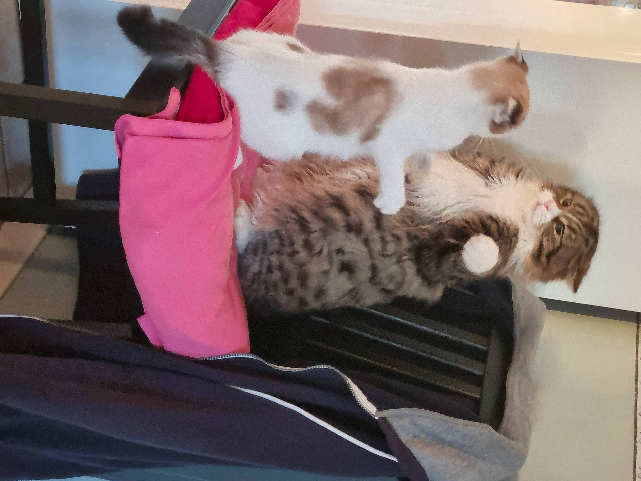 Noupy a rejoint le concours — aidez-le/la à gagner de superbes lots ! canidae, carnivore, cat, cat_bed, claw, comfort, companion_dog, couch, domestic_short_haired_cat, fawn, felidae, fur, lap, magenta, nap, paw, room, small_to_medium_sized_cats, tail, whiskers