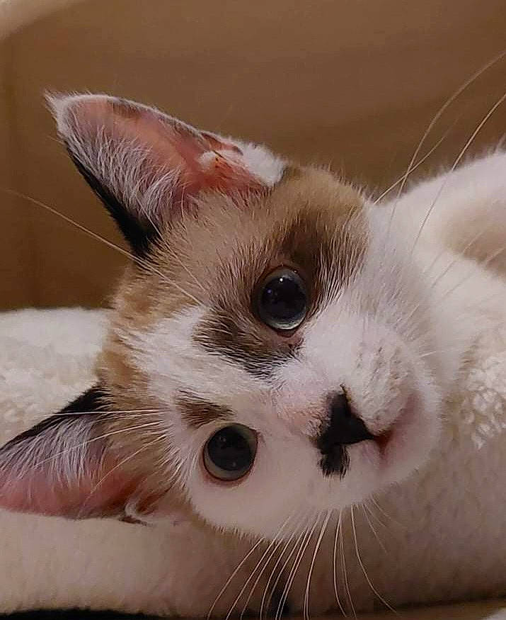 Sam participe au concours pour gagner de l'argent avec cette photo : carnivore, cat, domestic_short_haired_cat, ear, fawn, felidae, fur, paw, small_to_medium_sized_cats, snout, terrestrial_animal, whiskers