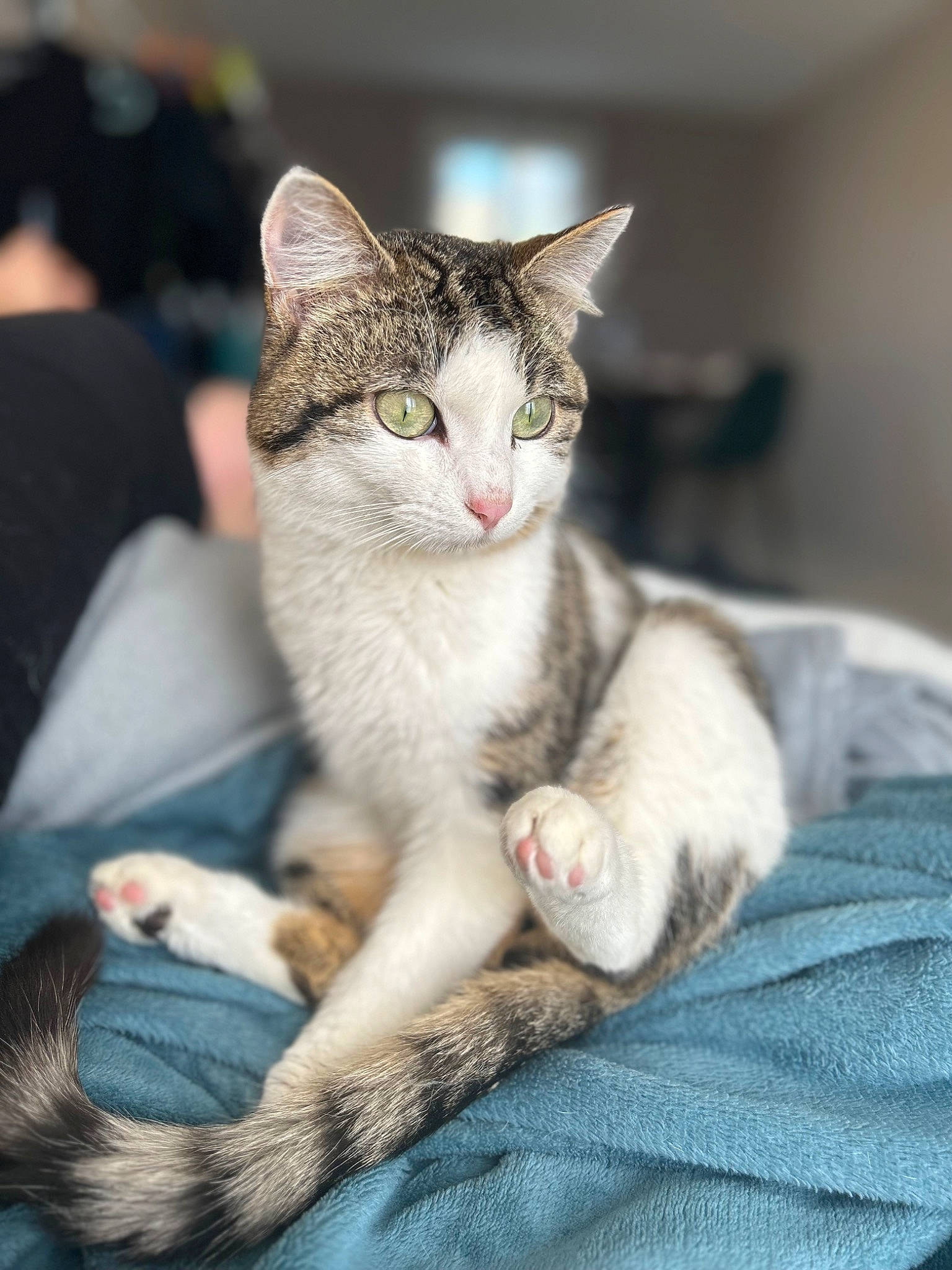 Gribouille participe au concours pour gagner de l'argent avec cette photo : carnivore, cat, claw, comfort, domestic_short_haired_cat, fang, felidae, foot, fur, paw, photo_caption, sitting, small_to_medium_sized_cats, snout, tail, whiskers, wildlife