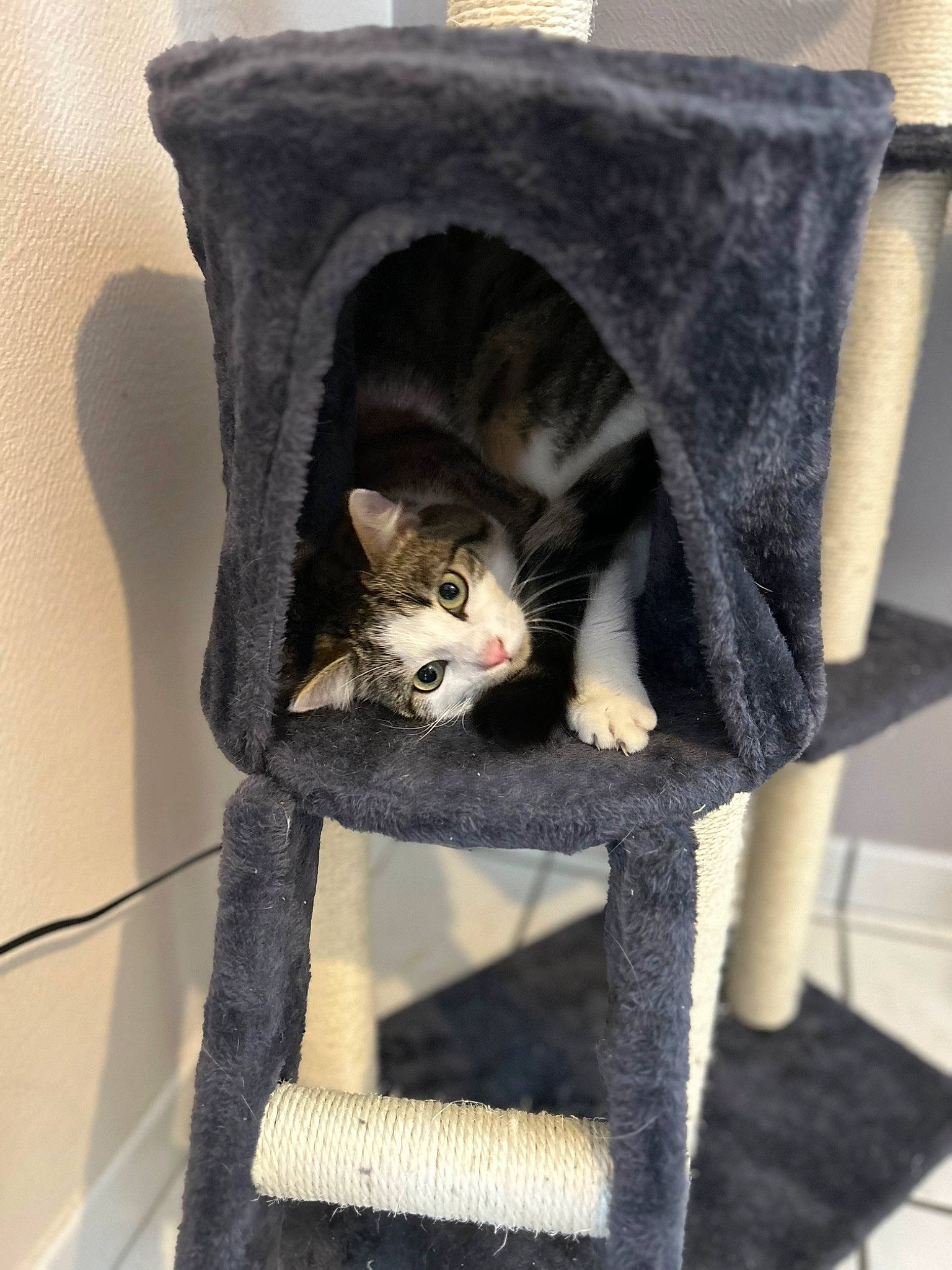 Gribouille participe au concours pour gagner de l'argent avec cette photo : carnivore, cat, cat_bed, cat_furniture, cat_supply, chair, comfort, domestic_short_haired_cat, felidae, fur, grey, pet_supply, room, small_to_medium_sized_cats, tail, whiskers, window, wood, wool, woolen