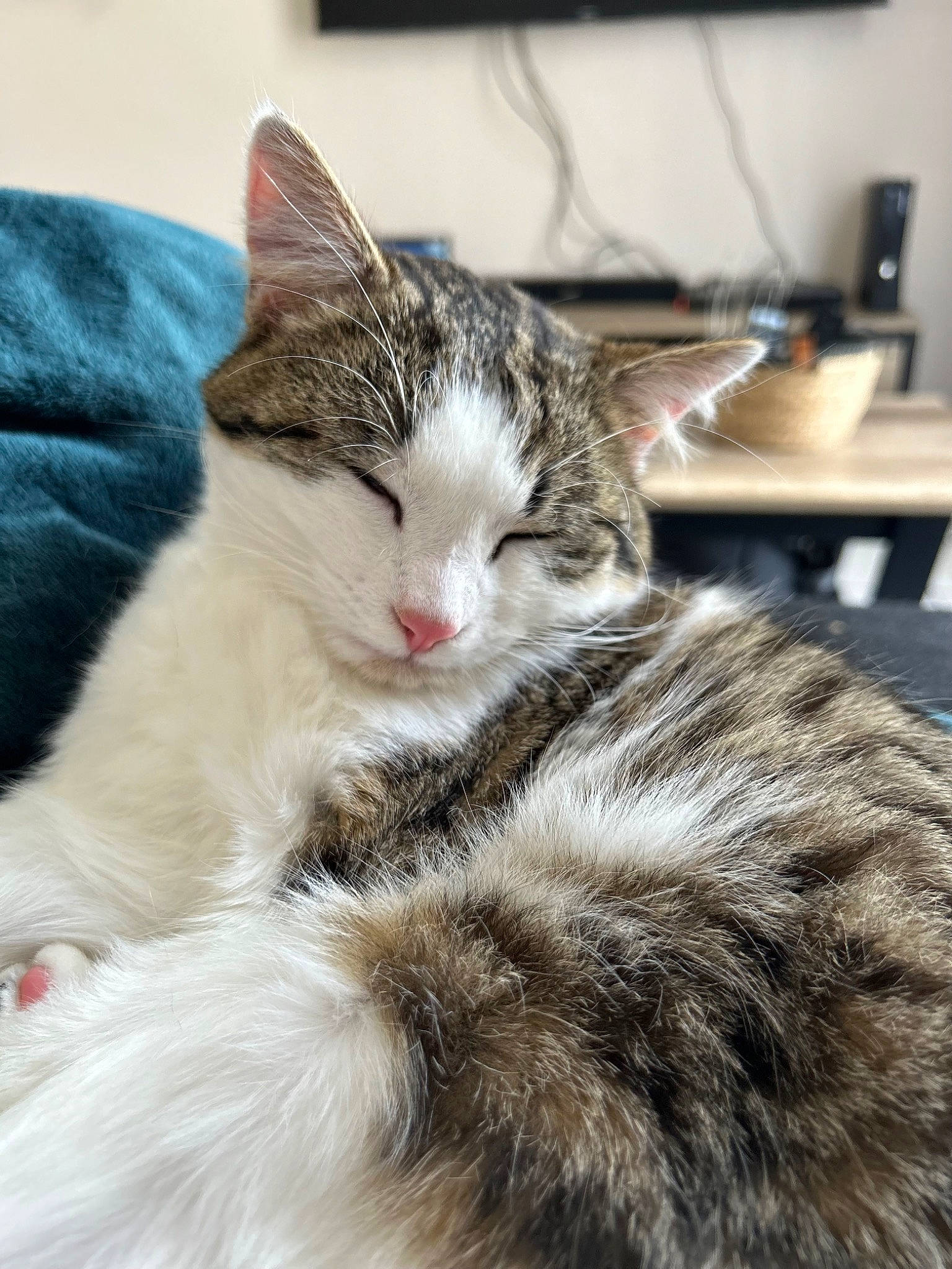 Gribouille a rejoint le concours — aidez-le/la à gagner de superbes lots ! carnivore, cat, claw, comfort, domestic_short_haired_cat, felidae, fur, paw, small_to_medium_sized_cats, tail, tree, whiskers