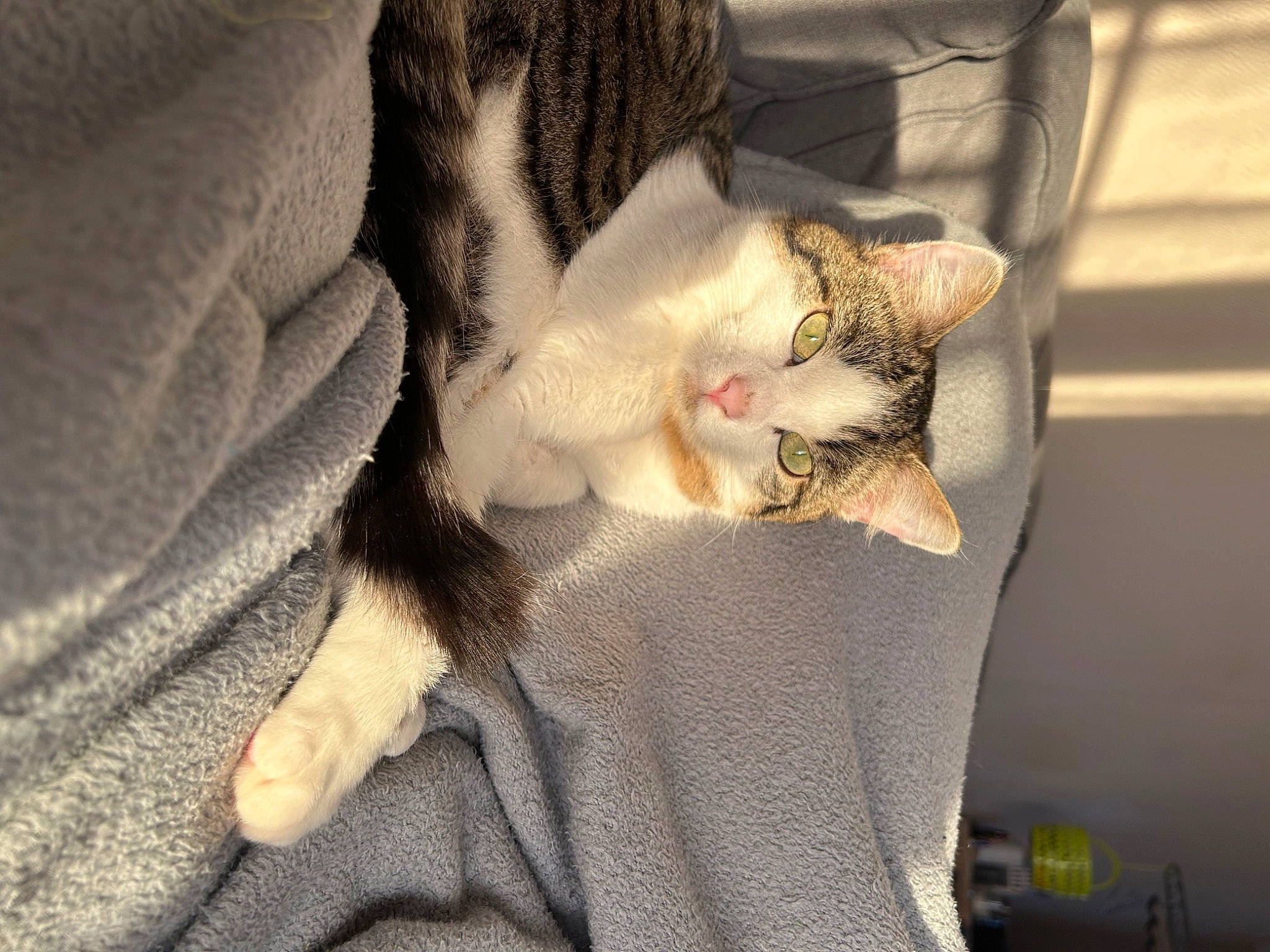 Gribouille a rejoint le concours — aidez-le/la à gagner de superbes lots ! carnivore, cat, claw, comfort, domestic_short_haired_cat, ear, fawn, felidae, fur, grey, nap, paw, small_to_medium_sized_cats, snout, tail, whiskers