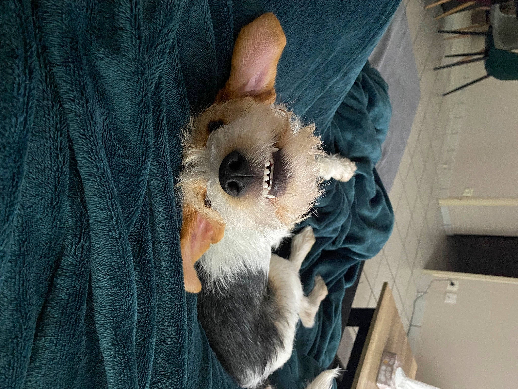 Chocapik participe au concours pour gagner de l'argent avec cette photo : canidae, carnivore, companion_dog, denim, dog, dog_breed, dog_clothes, fawn, felidae, fur, pomeranian, small_to_medium_sized_cats, snout, spitz, sporting_group, stuffed_toy, tail, toy_dog, whiskers, woven_fabric