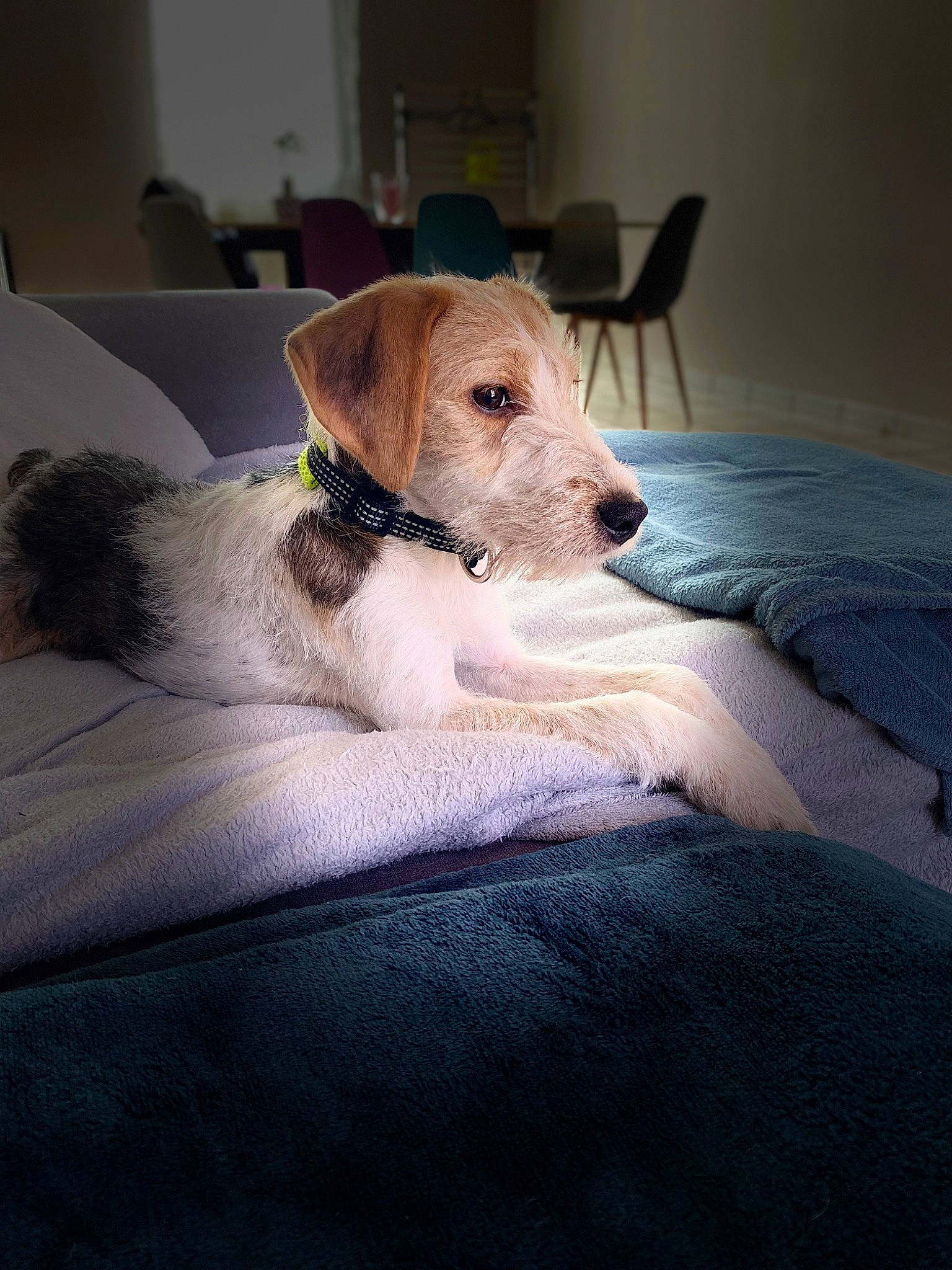 Chocapik participe au concours pour gagner de l'argent avec cette photo : carnivore, chair, collar, comfort, companion_dog, dog, dog_breed, dog_supply, fawn, flooring, fur, linens, pet_supply, puppy, small_terrier, sporting_group, terrier, whiskers, working_animal, working_terrier