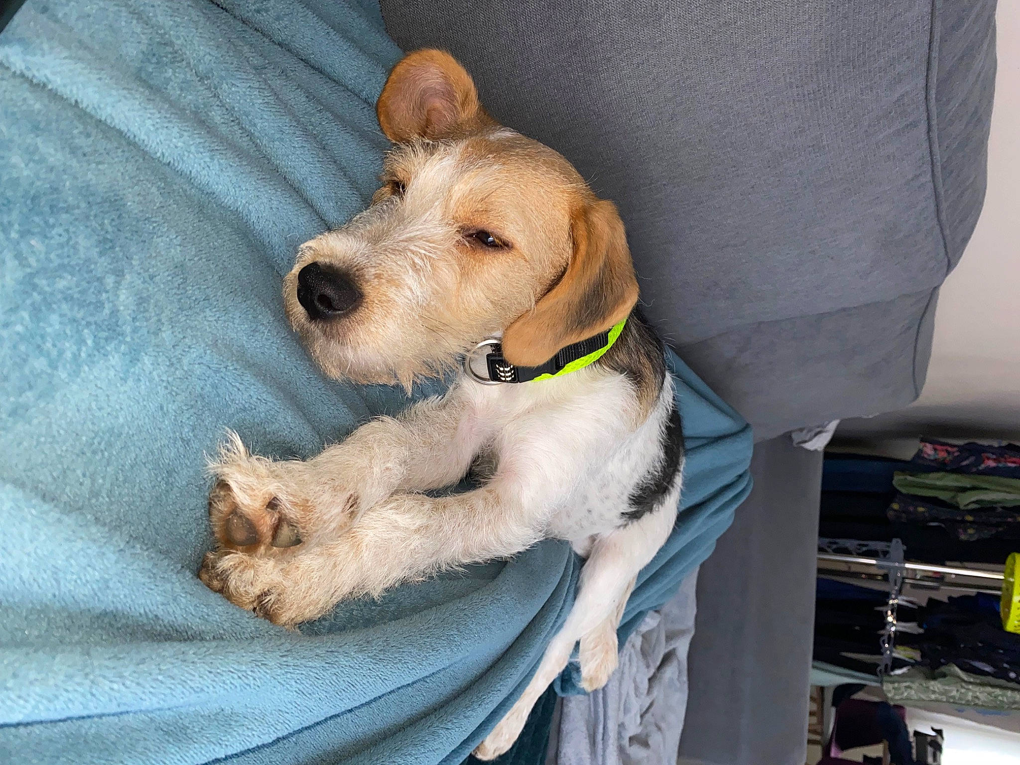 Chocapik a rejoint le concours — aidez-le/la à gagner de superbes lots ! canidae, carnivore, collar, comfort, companion_dog, dog, dog_breed, dog_clothes, dog_collar, dog_supply, fawn, fur, non_sporting_group, paw, pet_supply, snout, sporting_group, terrier, toy_dog, working_animal