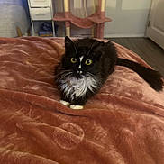 Mitchi joined the competition — help win amazing prizes! animal, bedroom, black_and_white, blanket, cat, cat_tree, cozy, curious, cute, domestic, fluffy, furniture, green_eyes, indoor, paws, pet, resting, soft_texture, tail, whiskers