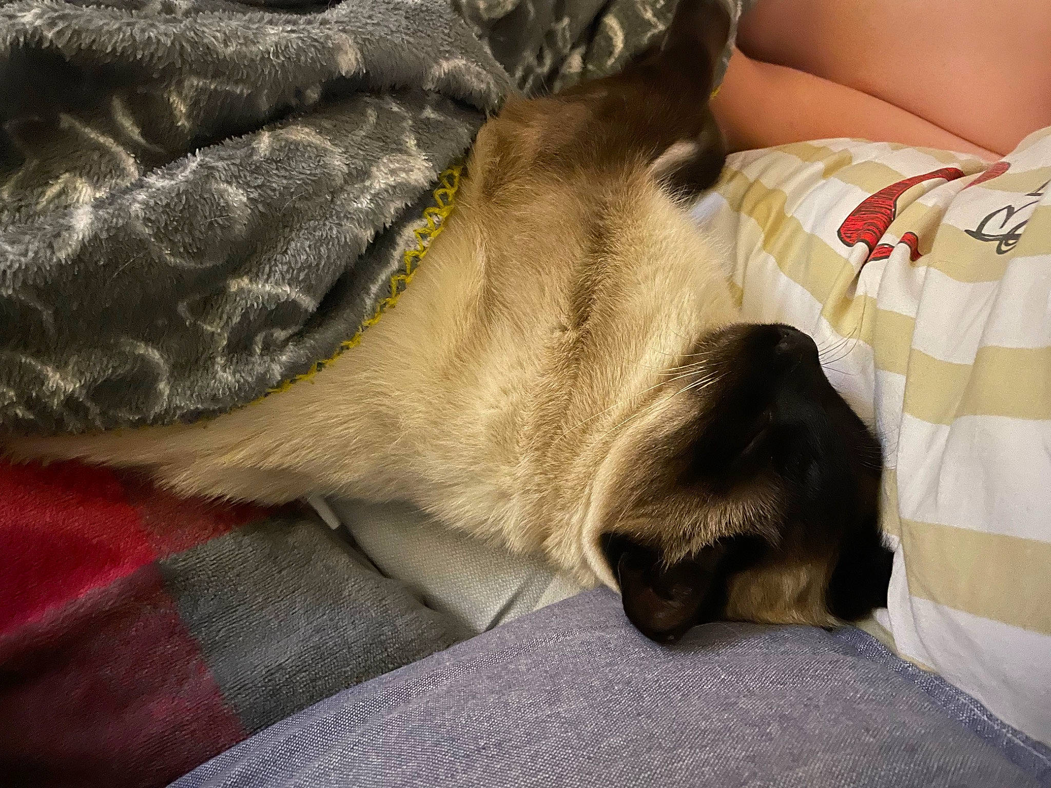 Mario participe au concours pour gagner de l'argent avec cette photo : bedding, carnivore, cat, comfort, companion_dog, dog_breed, domestic_short_haired_cat, fawn, felidae, fur, grey, human_leg, linens, nap, paw, siamese, small_to_medium_sized_cats, snout, thai, whiskers