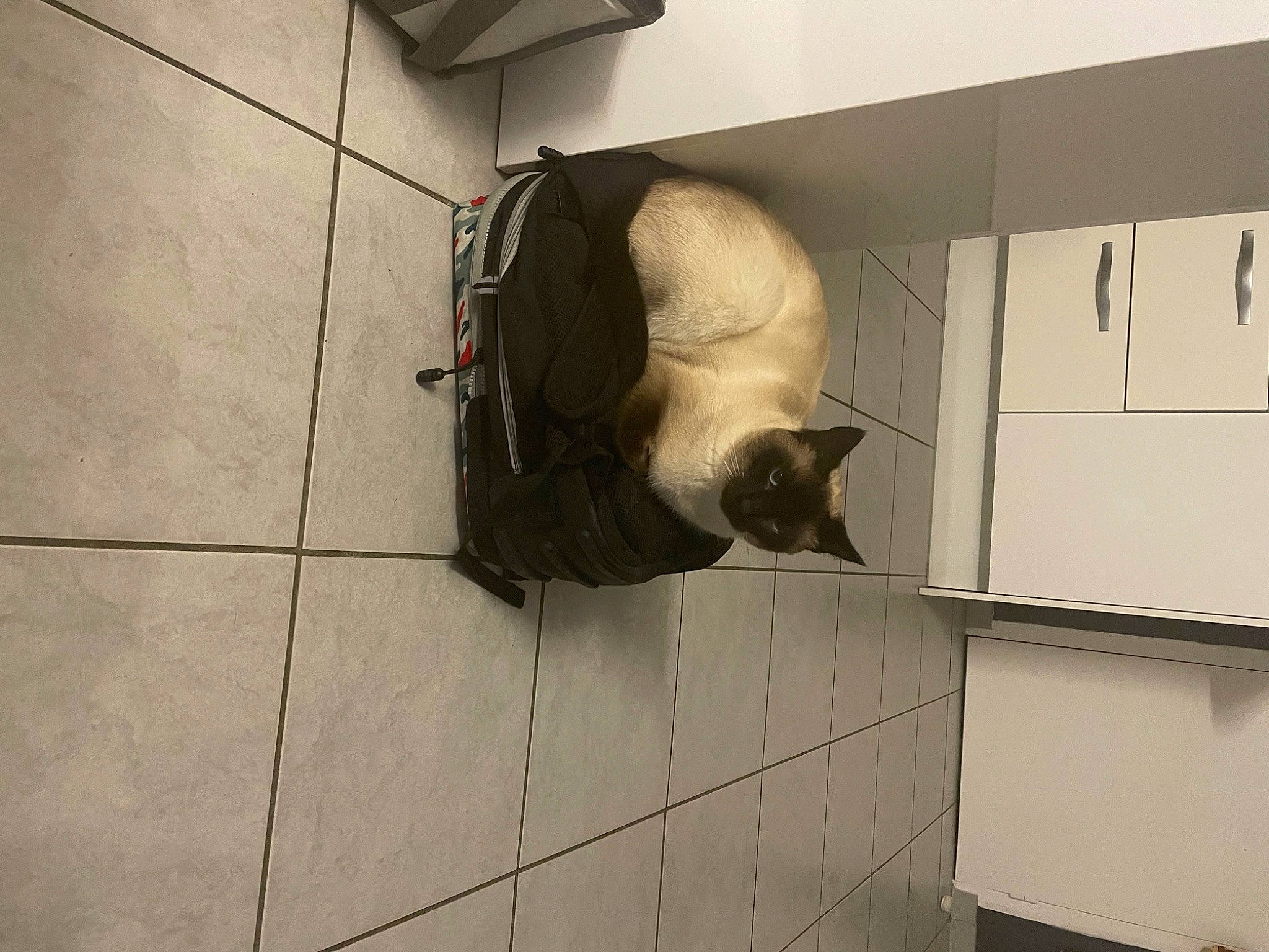 Mario participe au concours pour gagner de l'argent avec cette photo : carnivore, cat, fawn, felidae, flooring, fur, gas, pet_supply, shadow, small_to_medium_sized_cats, snout, sporting_group, tail, tile, tints_and_shades, whiskers