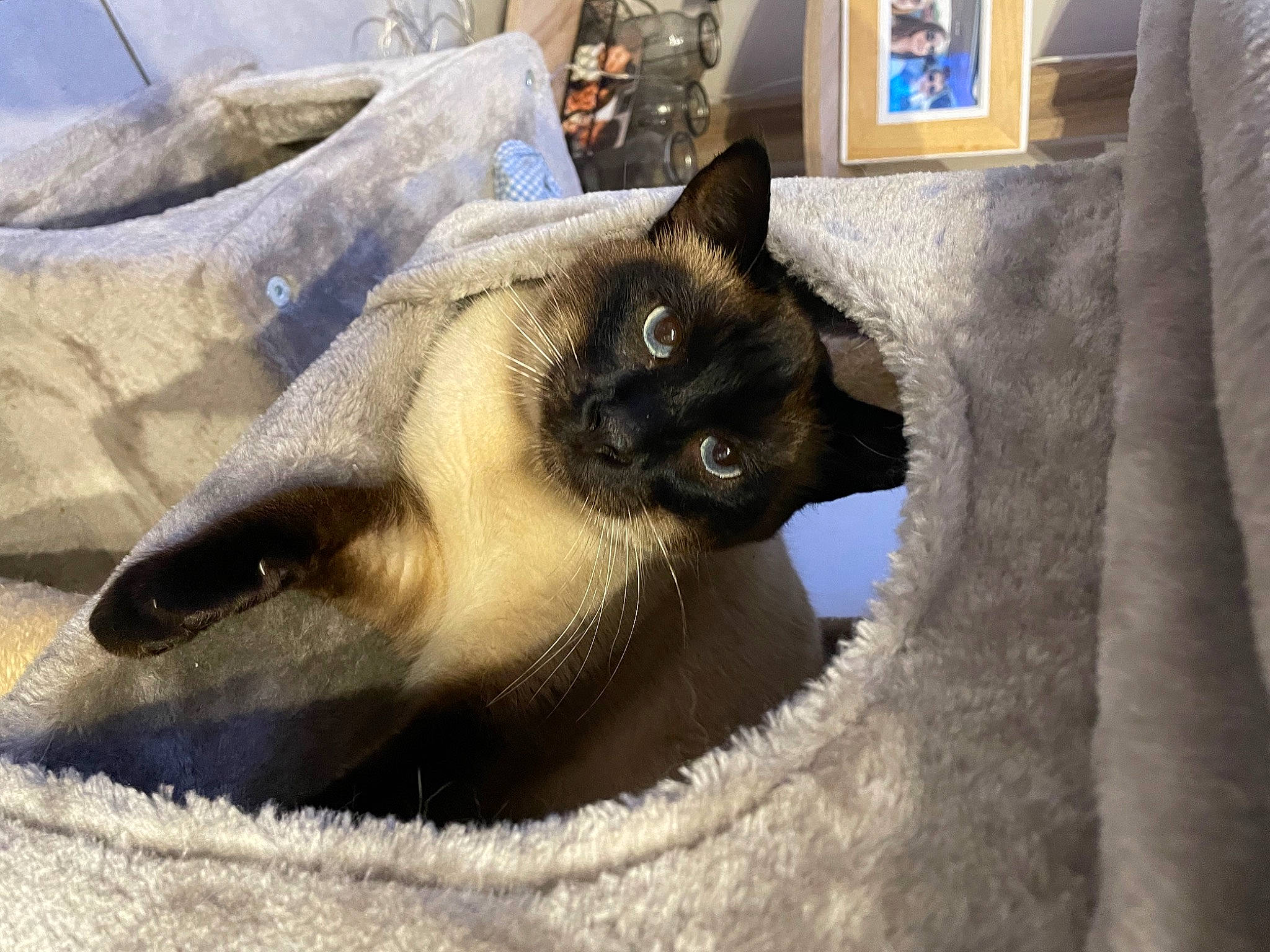 Mario a rejoint le concours — aidez-le/la à gagner de superbes lots ! balinese, carnivore, cat, comfort, couch, domestic_short_haired_cat, fawn, felidae, fur, grey, nap, picture_frame, siamese, small_to_medium_sized_cats, snout, tail, terrestrial_animal, thai, whiskers, window