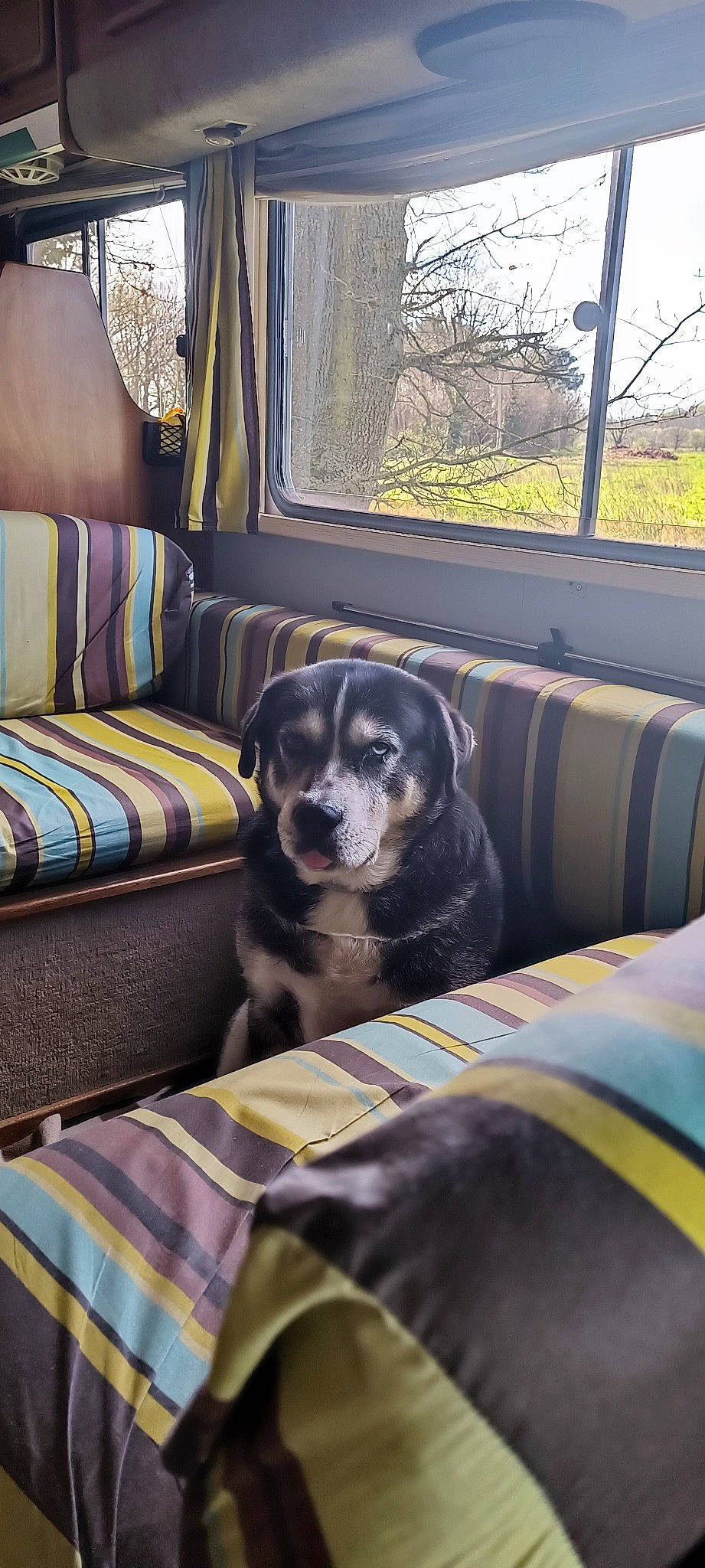 Naos a rejoint le concours — aidez-le/la à gagner de superbes lots ! carnivore, chair, comfort, companion_dog, couch, dog, dog_breed, house, linens, living_room, motor_vehicle, plant, room, shade, sporting_group, studio_couch, table, tree, vehicle, window