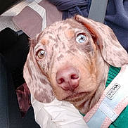 Arlekyn participe au concours pour gagner de l'argent avec cette photo : dog, puppy, close_up, car_interior, harness, green_sweater, heterochromia, brown_spots, cute, pet, animal, face, ears, nose, seatbelt, fabric, seat, indoors, young, looking