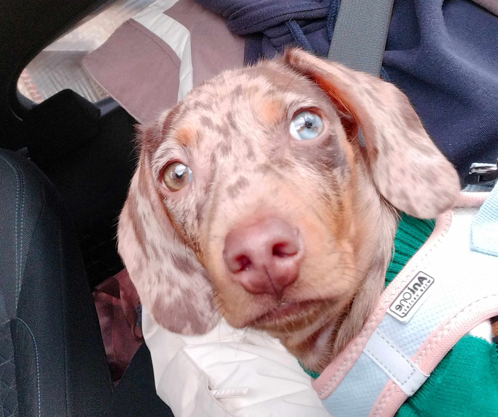 Arlekyn participe au concours pour gagner de l'argent avec cette photo : dog, puppy, close_up, car_interior, harness, green_sweater, heterochromia, brown_spots, cute, pet, animal, face, ears, nose, seatbelt, fabric, seat, indoors, young, looking