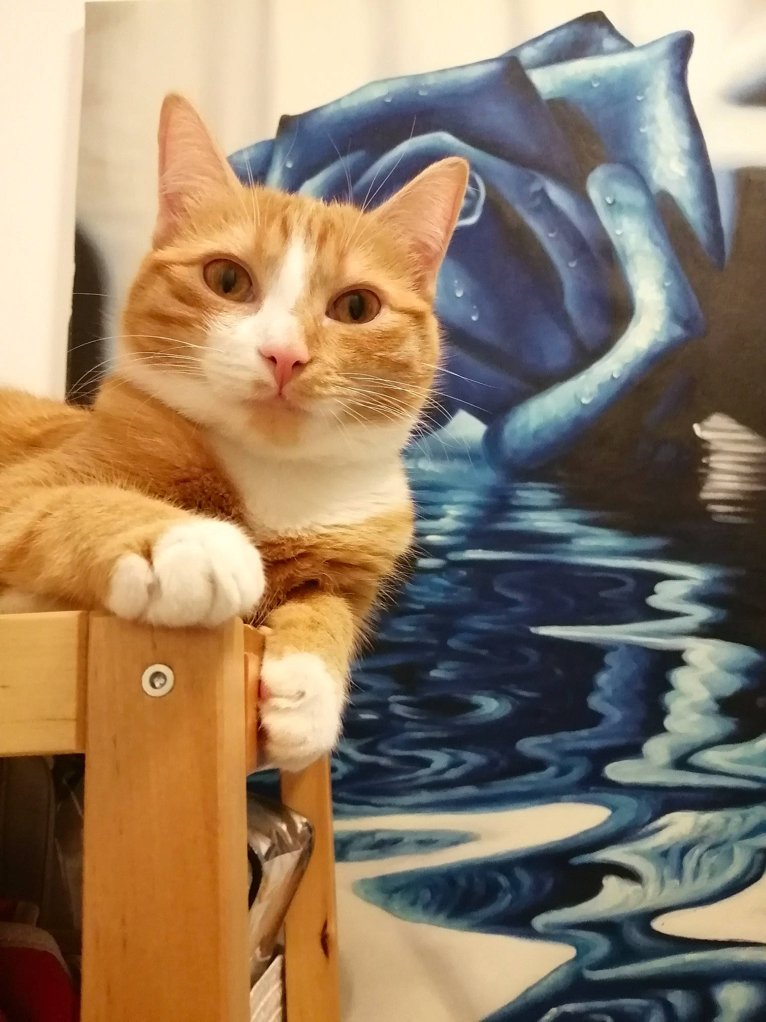 Popiette a rejoint le concours — aidez-le/la à gagner de superbes lots ! art, box, carnivore, cat, comfort, domestic_short_haired_cat, fawn, felidae, fur, linens, paw, pillow, sitting, small_to_medium_sized_cats, snout, tail, textile, visual_arts, whiskers, wood