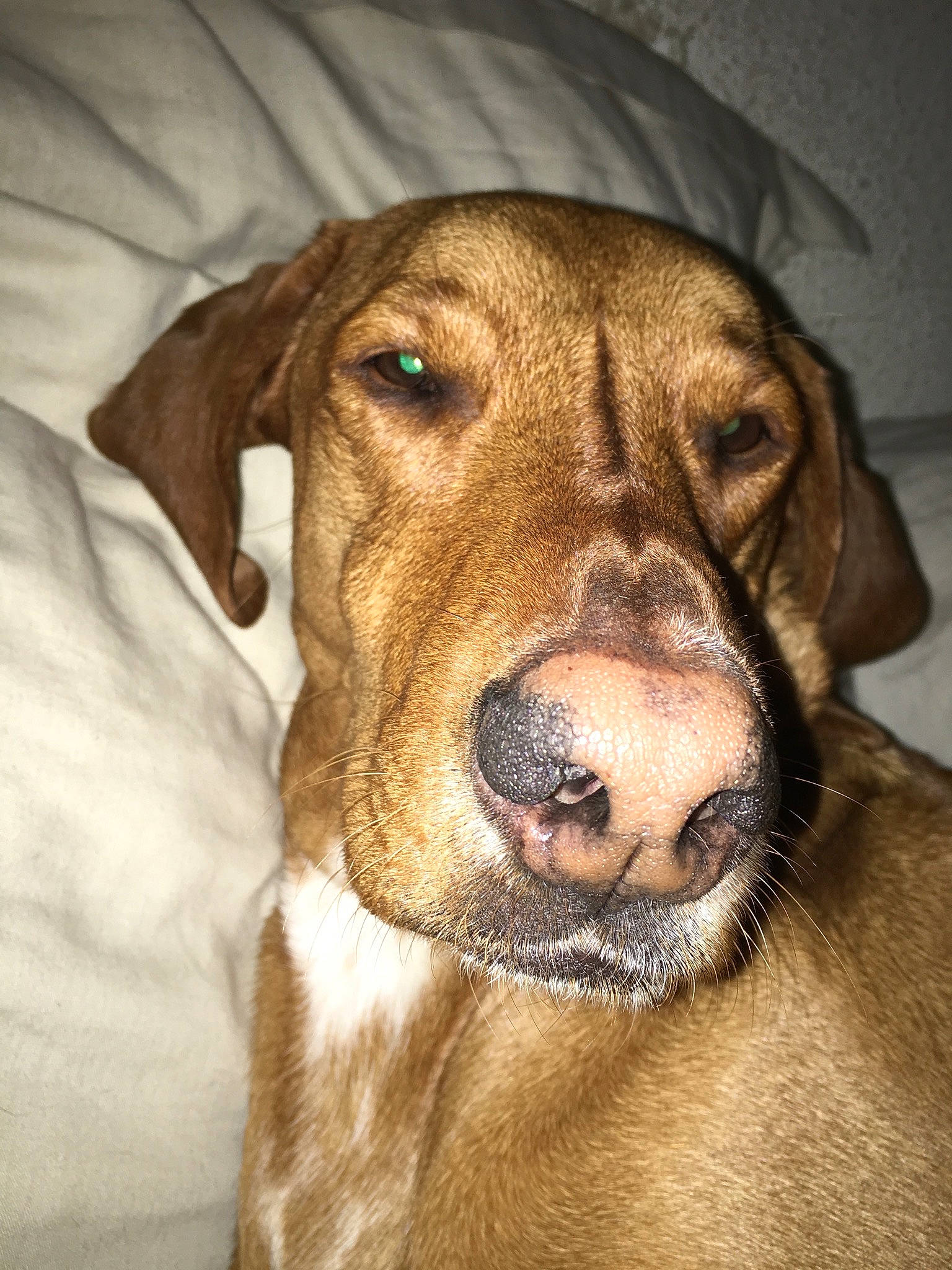 Bixie a rejoint le concours — aidez-le/la à gagner de superbes lots ! beagador, black_mouth_cur, broholmer, canidae, carnivore, dog, dog_breed, ear, fawn, hound, mammal, mountain_cur, nose, plott_hound, rare_breed_dog, rhodesian_ridgeback, snout, sporting_group, vertebrate, whiskers