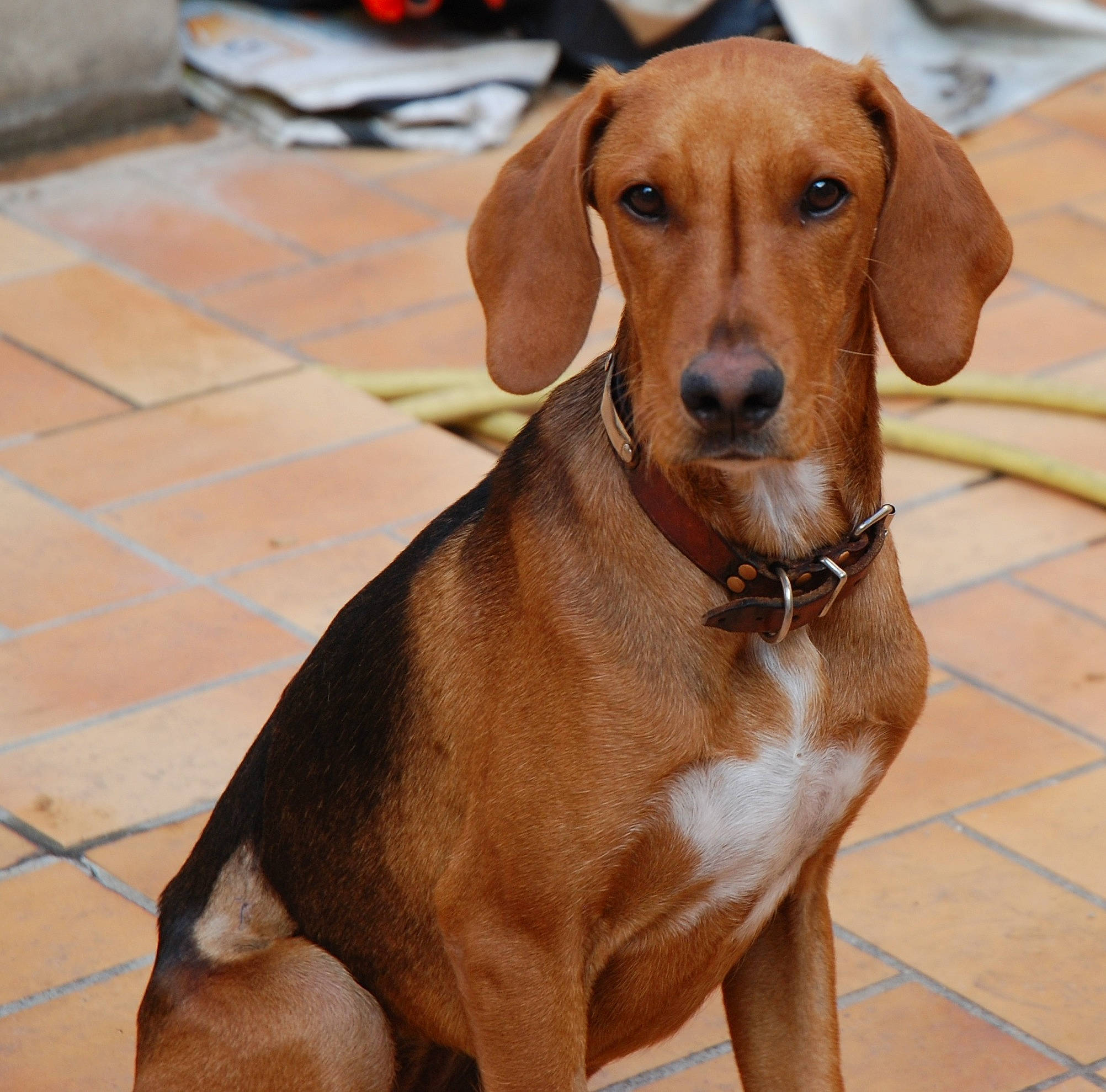 Bixie a rejoint le concours — aidez-le/la à gagner de superbes lots ! canidae, carnivore, dog, dog_breed, fawn, hound, hunting_dog, mammal, portuguese_pointer, posavac_hound, rare_breed_dog, rhodesian_ridgeback, serbian_hound, snout, vertebrate