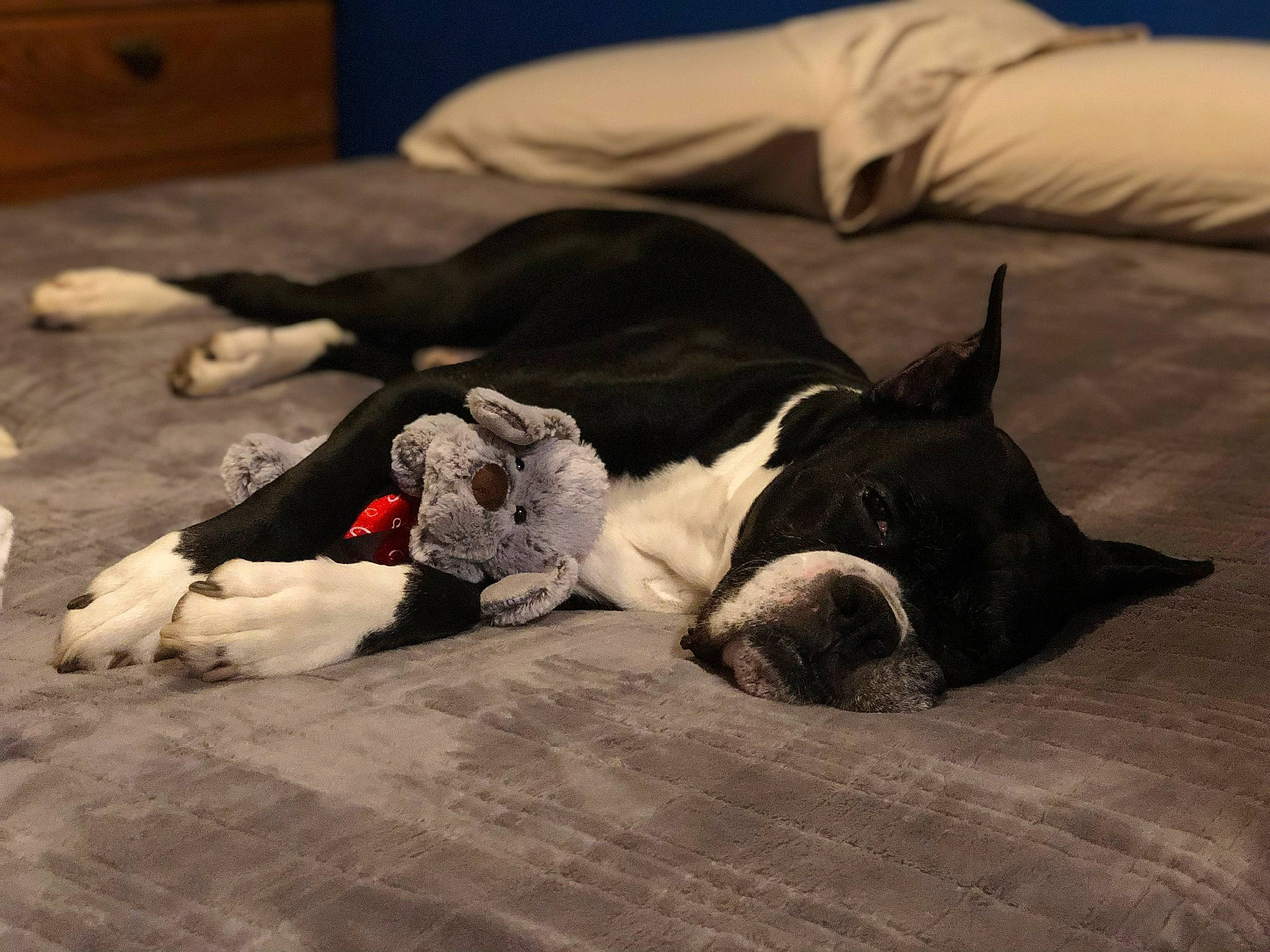 Boo joined the competition — help win amazing prizes! bed_sheet, bedding, boston_terrier, cabinetry, canidae, carnivore, comfort, companion_dog, dog, dog_breed, dog_supply, linens, non_sporting_group, paw, room, sleep, snout, sporting_group, working_animal, working_dog