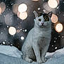 cat, animal, snow, winter, outdoor, bokeh, lights, white, fur, pet, nature, cute, mammal, portrait, sitting, eyes, whiskers, cold, feline, background