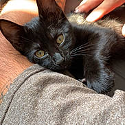 Mara joined the competition — help win amazing prizes! black_kitten, cat, pet, lap, human_hand, sunlight, shadow, relaxing, cozy, indoor, feline, whiskers, curious_eyes, soft_fur, resting, comfort, casual_clothing, skin, tattoo, closeup