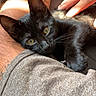 black_kitten, cat, pet, lap, human_hand, sunlight, shadow, relaxing, cozy, indoor, feline, whiskers, curious_eyes, soft_fur, resting, comfort, casual_clothing, skin, tattoo, closeup