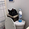 Mara joined the competition — help win amazing prizes! cat, black_cat, basket, toilet, toilet_lid, air_freshener, bathroom, shower_curtain, wall_sign, indoor, pet, curious, feline, container, household, domestic, fur, resting, looking, collar