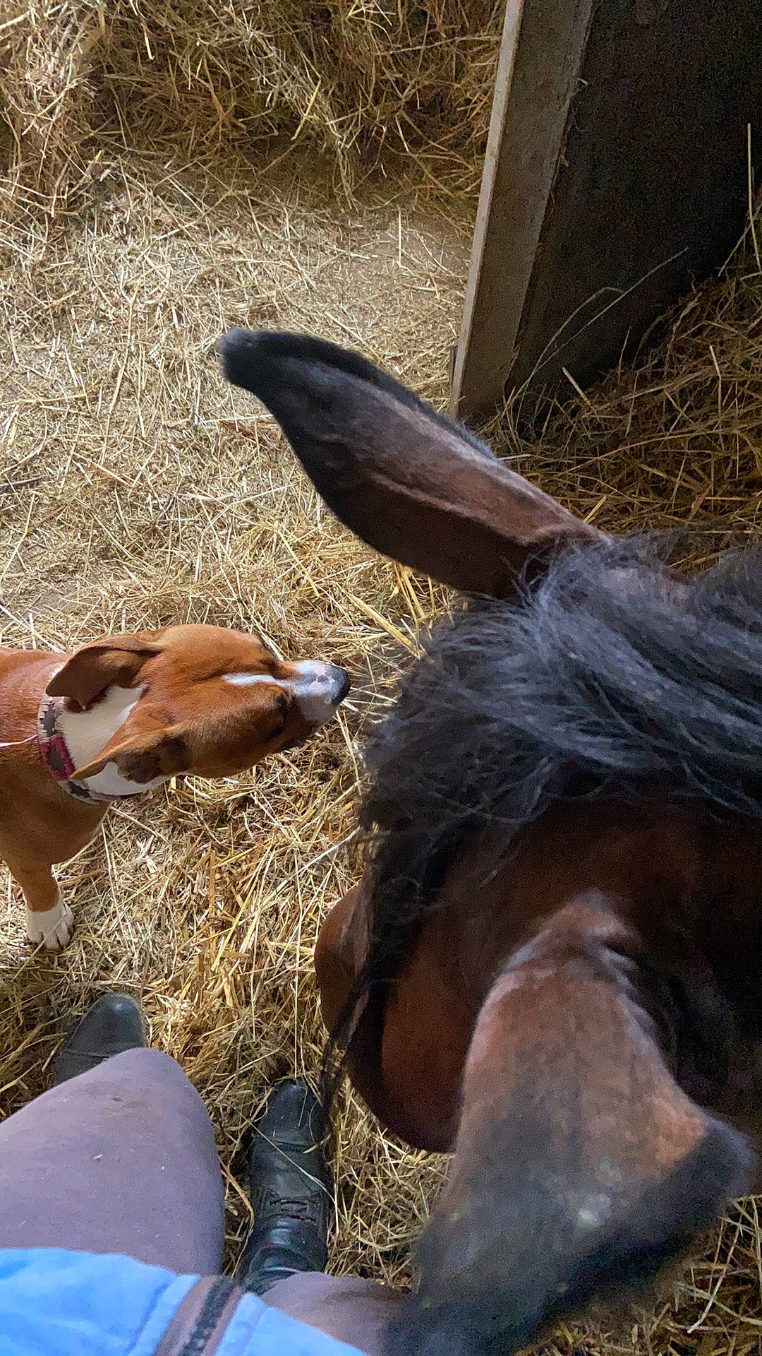 Ruby participe au concours pour gagner de l'argent avec cette photo : bridle, fawn, fur, grass, hay, horse, horse_supplies, horse_tack, landscape, liver, livestock, organism, pack_animal, recreation, soil, sporting_group, stallion, terrestrial_animal, wood, working_animal