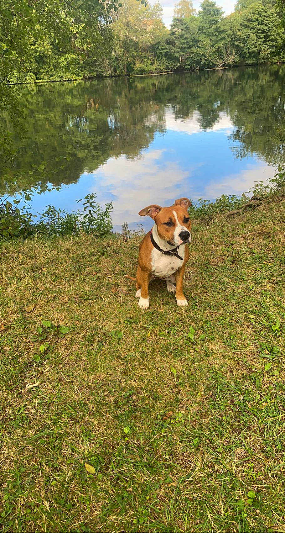 Ruby a rejoint le concours — aidez-le/la à gagner de superbes lots ! carnivore, cloud, companion_dog, dog, dog_breed, fawn, grass, grassland, lake, landscape, natural_landscape, plant, sky, snout, sporting_group, tail, tree, water, wildlife, working_animal