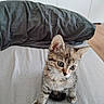 Kenzi a rejoint le concours — aidez-le/la à gagner de superbes lots ! kitten, cat, tabby, pet, animal, cute, small, indoor, bed, pillow, feline, fur, whiskers, ears, young, domestic, curious, sitting, looking, cozy