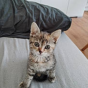 Kenzi participe au concours pour gagner de l'argent avec cette photo : kitten, cat, pet, animal, cute, feline, indoor, bed, pillow, gray, fur, whiskers, eyes, sitting, young, curious, soft, home, floor, cozy