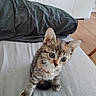 kitten, cat, tabby, pet, animal, indoor, bed, blanket, furniture, floor, wooden_floor, curious, young, small, cute, whiskers, ears, fur, domestic_animal, house