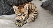 Kenzi participe au concours pour gagner de l'argent avec cette photo : animal, blanket, cat, cozy, curled, cute, ears, feline, fur, indoor, kitten, looking, paws, pet, playful, resting, small, striped, tabby, whiskers