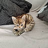 Kenzi participe au concours pour gagner de l'argent avec cette photo : kitten, tabby, cat, pet, animal, feline, cute, small, cozy, blanket, indoor, fur, whiskers, ears, paws, striped, resting, curled, looking, playful