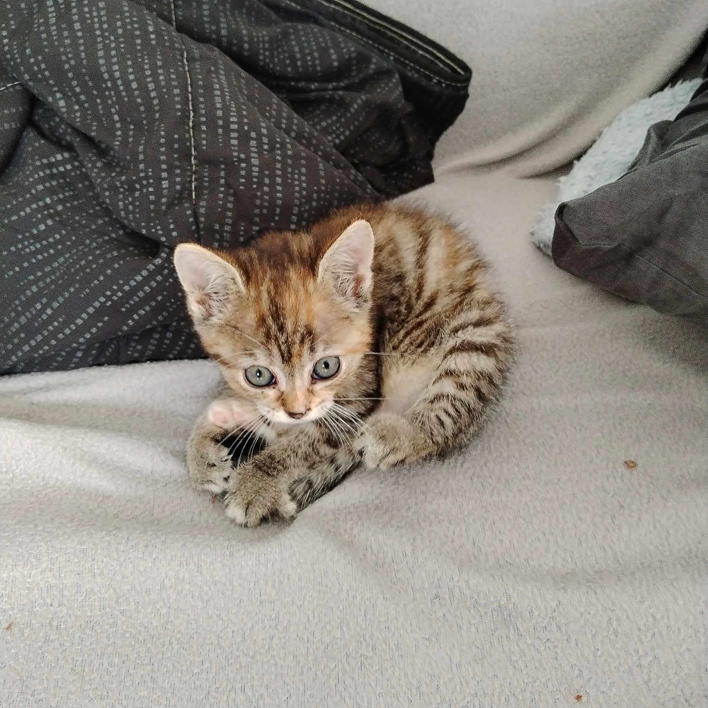 Kenzi participe au concours pour gagner de l'argent avec cette photo : kitten, tabby, cat, pet, animal, feline, cute, small, cozy, blanket, indoor, fur, whiskers, ears, paws, striped, resting, curled, looking, playful